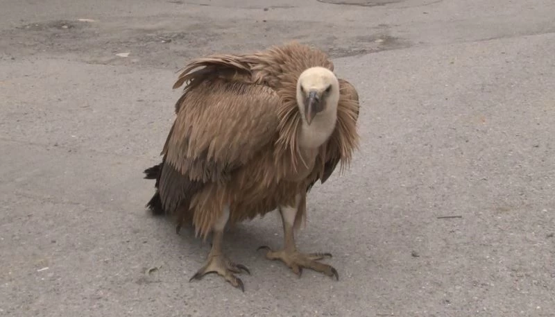 Göç yolunda yorulan akbaba Arnavutköy’e indi
