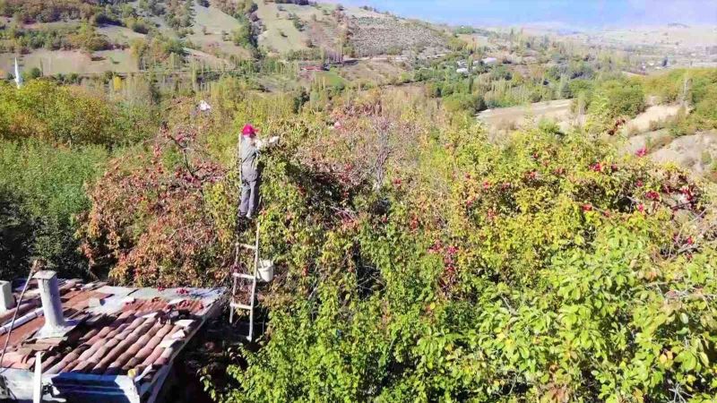 90 yaşına merdiven dayayan ‘elma kurdu’ Ahmet dedenin gözü Külliye’de
