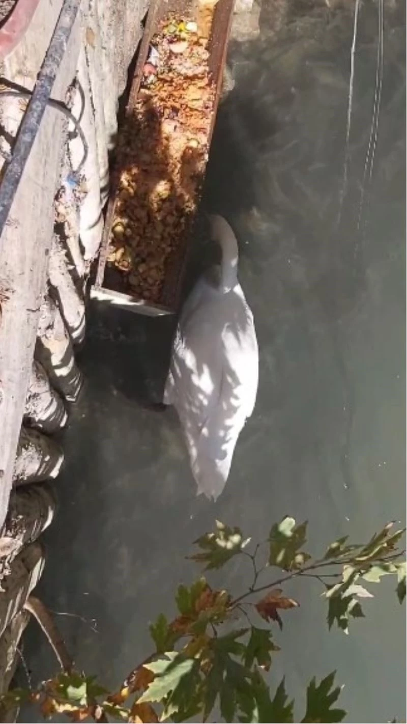 Gagası ile balıkları besleyen kuğu görenleri şaşırttı
