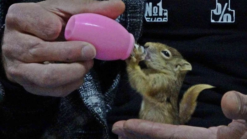 Evine aldığı yavru sincabı biberonla besliyor
