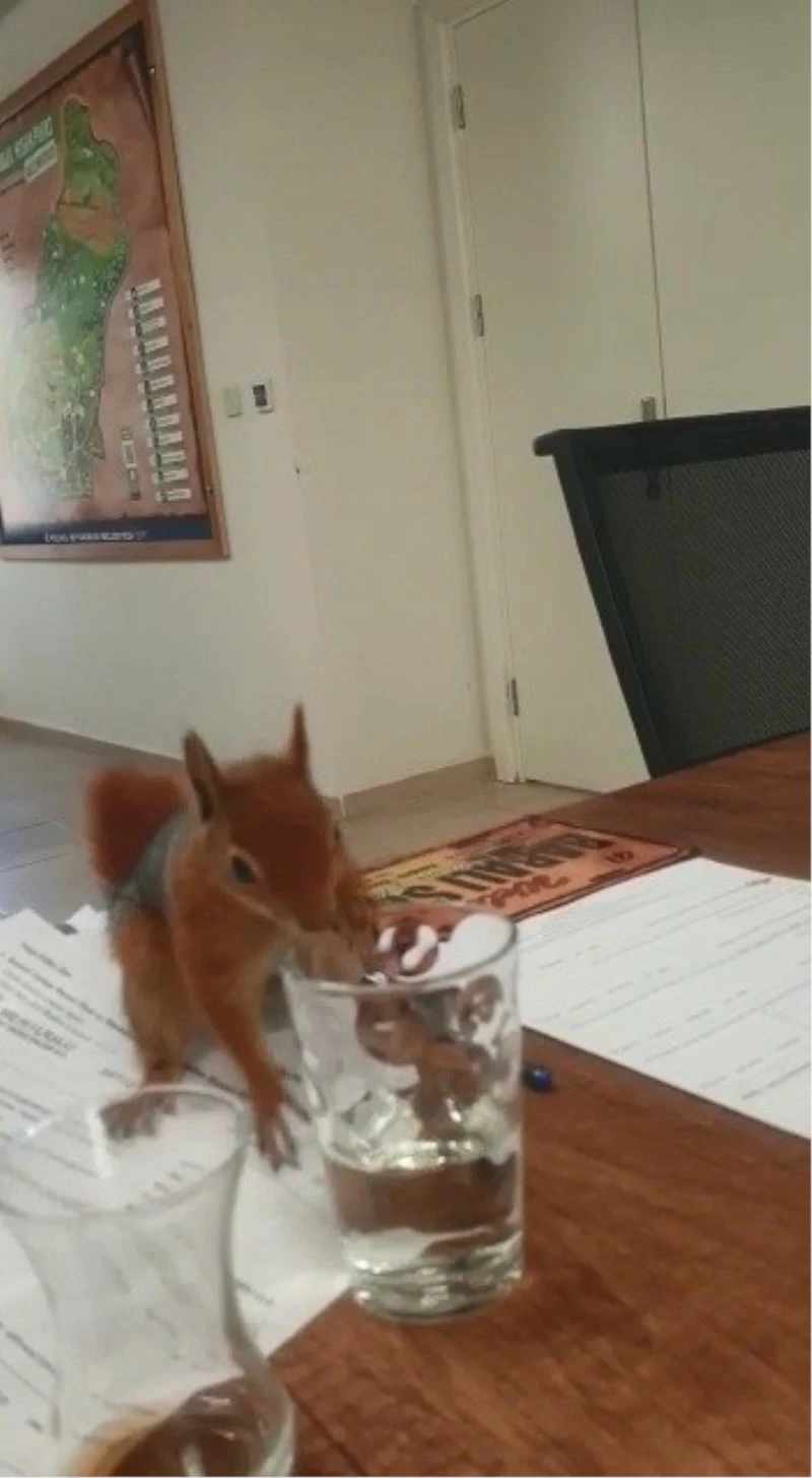 Nesli tükenen sincabın en tatlı halleri
