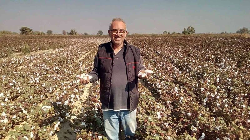 Beyaz altın pamuk üreticisinin yüzünü güldürecek
