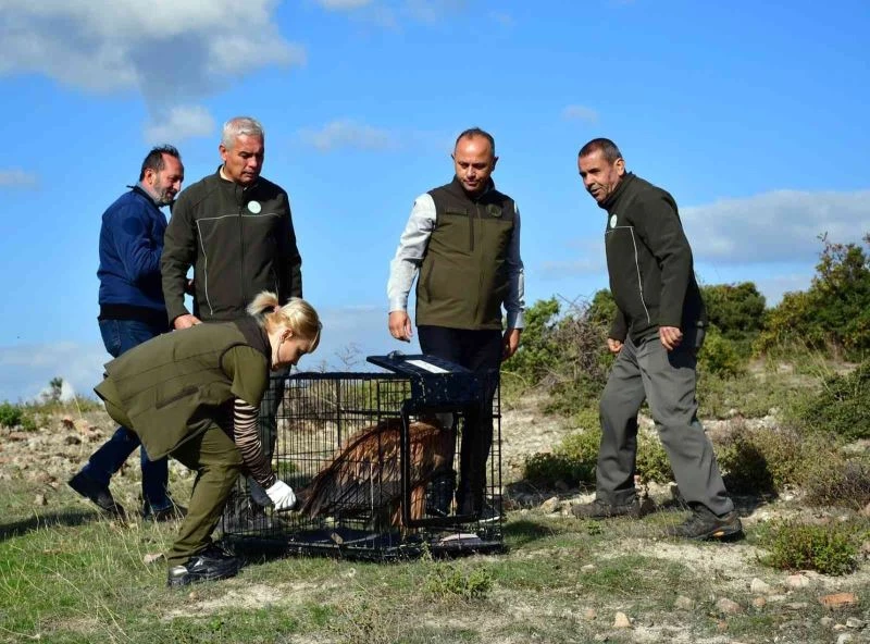 Göç yolunda yorulan kızıl akbaba doğaya salındı
