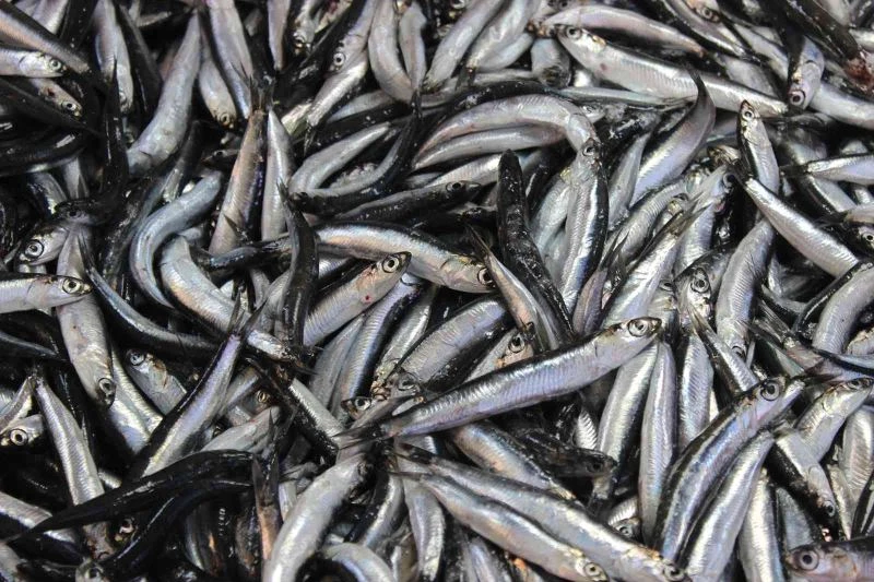 Palamut tezgahlara gelmeyince, ilgi hamsiye kaydı
