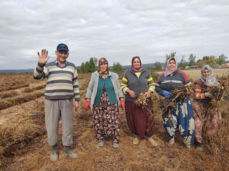 Edirne’de 120 yıldır ekilen fıstığın hasadına başlandı
