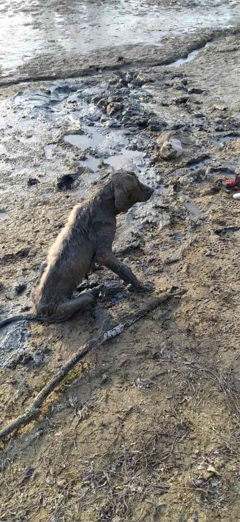 Balçığa saplanan yavru köpeği belediye kurtardı
