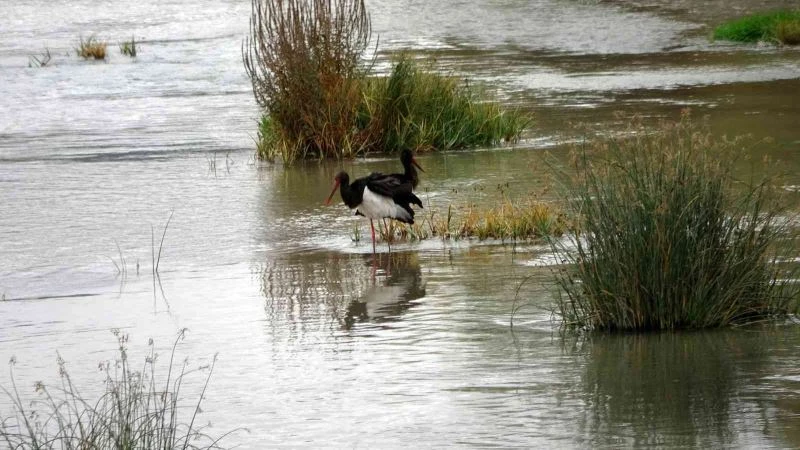 Göç yolunda olması gerekiyordu Kızılırmak’ta görüldü
