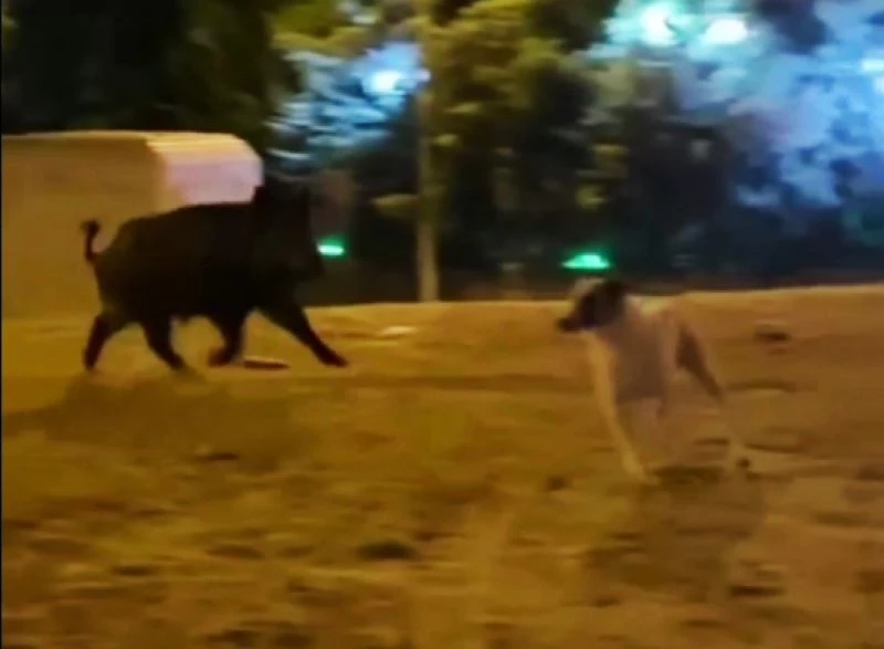 Şehre inen yaban domuzu köpekleri kovaladı
