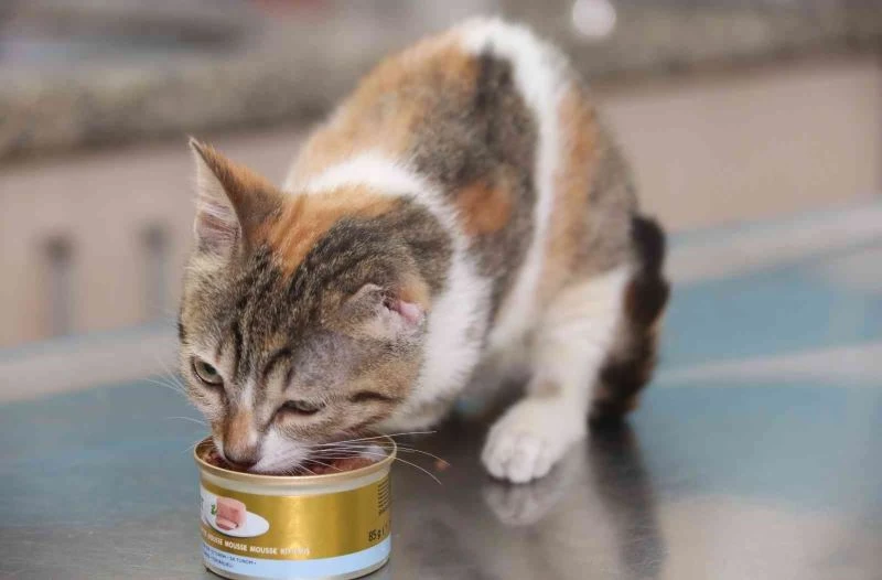 Bir bacağı ve kulağı kopan, kutu içinde belediyeye bırakılan kedi yaşam savaşını kazandı
