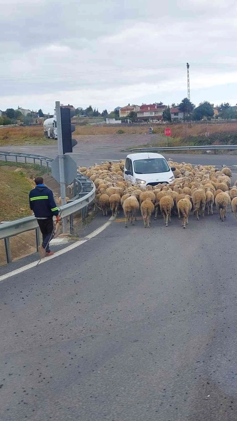 İstanbul-Tekirdağ yolunda araçların koyun sürüsüyle imtihanı: Tebessüm ettiren görüntüler
