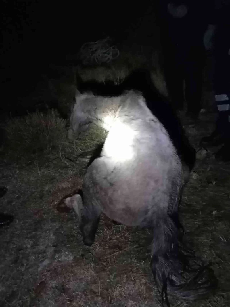 Dere yatağında mahsur kalan atı itfaiye ekipleri kurtardı
