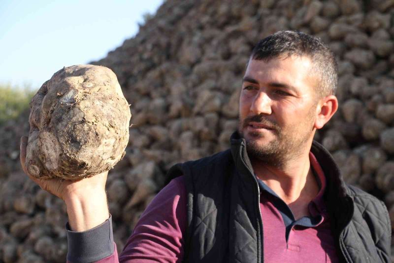 Kuraklık şeker pancarını da vurdu, üretim yüzde 8 azaldı
