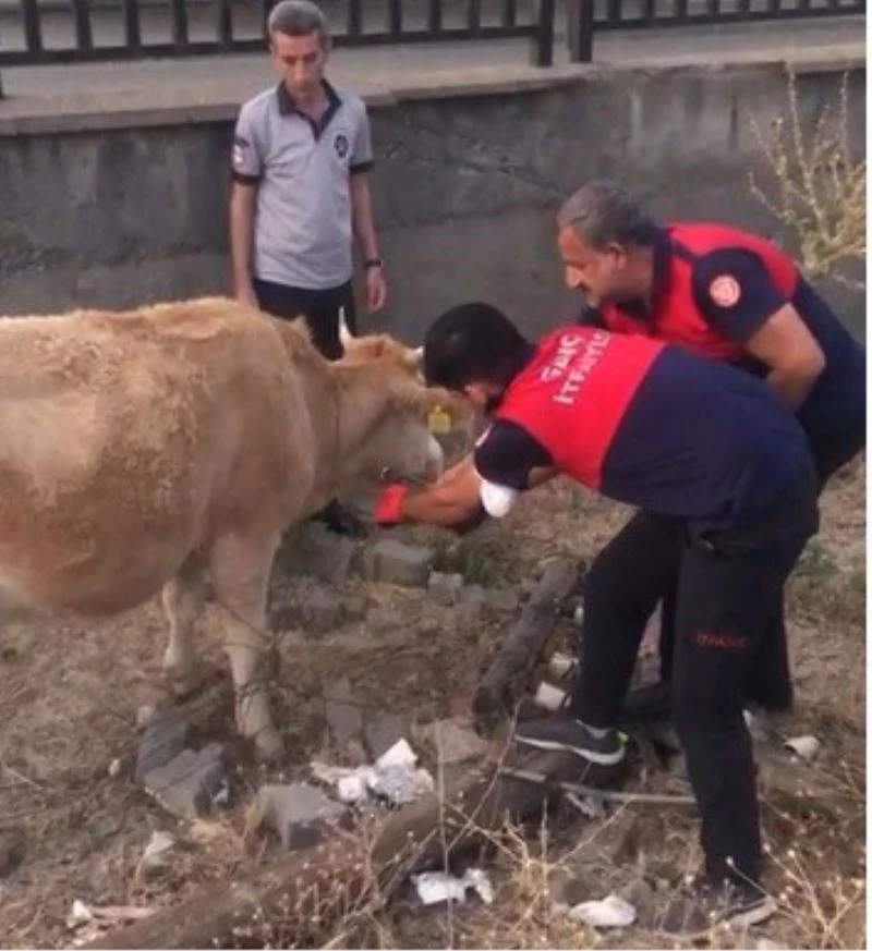Tellere takılan inek itfaiye erleri tarafından kurtarıldı
