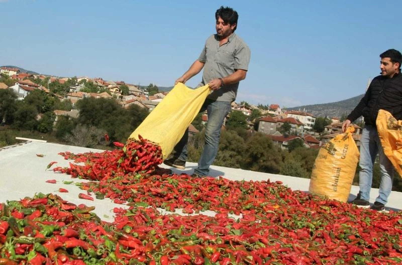 Konya’da muhtar deneme amaçlı isot biberi yetiştirdi
