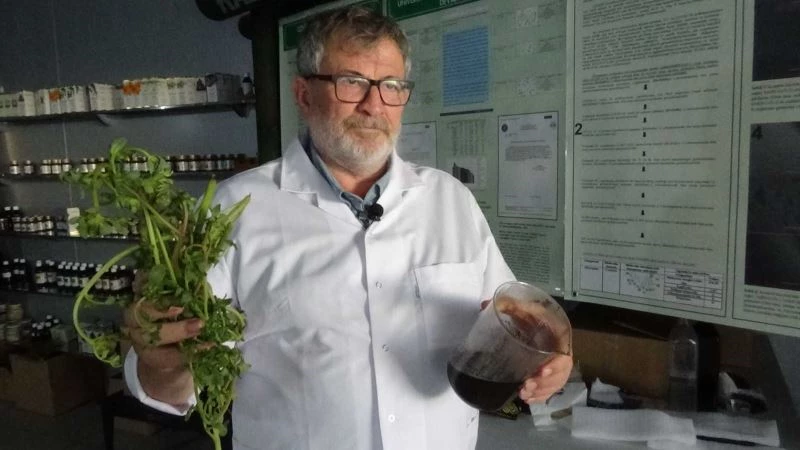 (Özel) Semizotu tohumundan bitkisel omega 3 ilaç etken maddesi üretiyorlar
