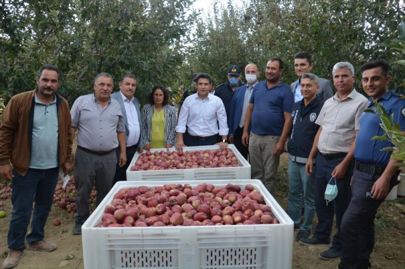 Gülnar’da elma hasadı başladı