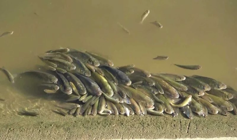 Yeşilırmak’ta üzen görüntüler: Balıklar böyle çırpındı
