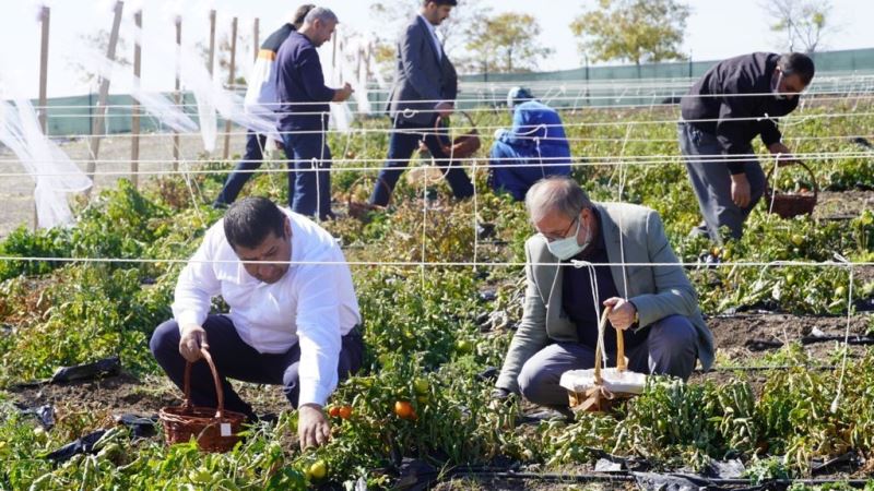 Ata tohumların kullanıldığı bostan ziyaretçilerini ağırlıyor
