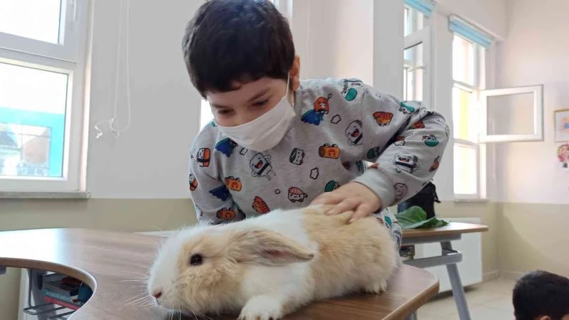 Tavşan ve ördek derse gird
