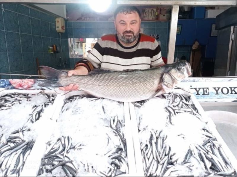 Türkeli’de 7 kiloluk levrek yakalandı
