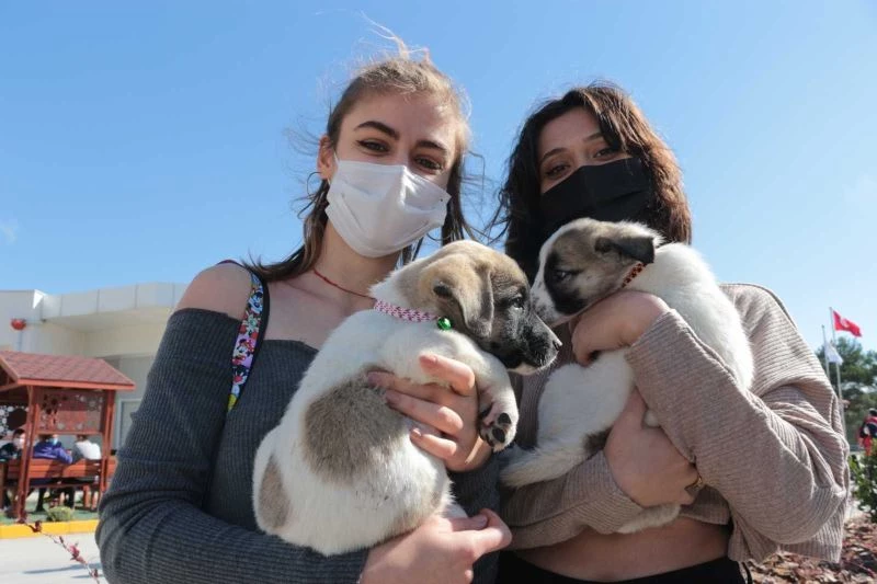 Balıkesir Büyükşehir Belediyesi’nden VetBüs
