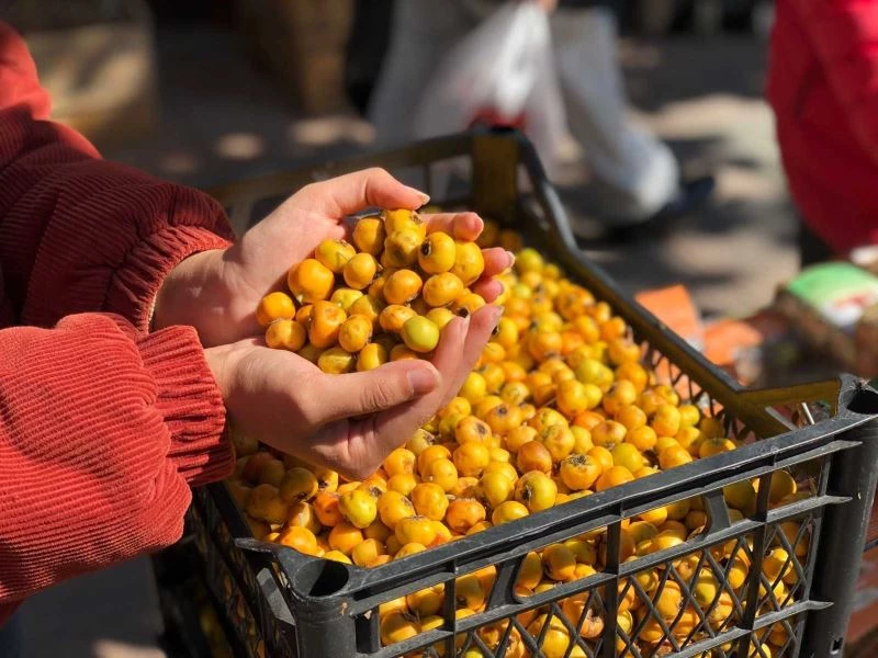 ’Alıç’ doğada özgür kalmış ender meyvelerden biri
