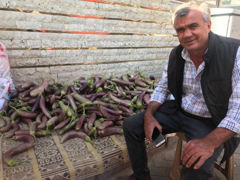 Ata tohumundan yetiştirilen bu patlıcanların raf ömrü uzun oluyor
