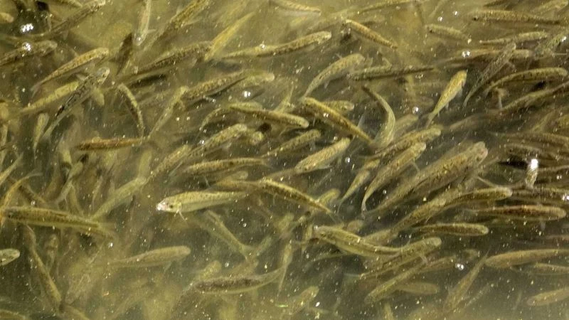 Islah edilen derede balık popülasyonu arttı
