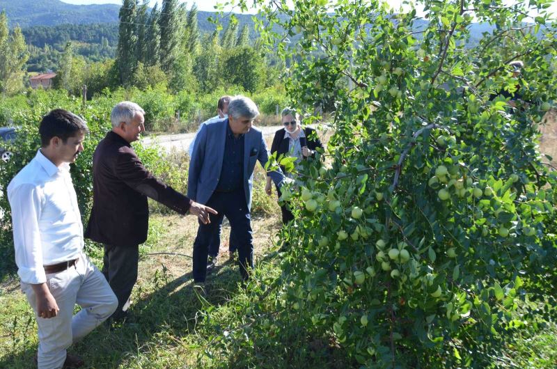 Hünnap ulusal pazarın gözdesi oldu
