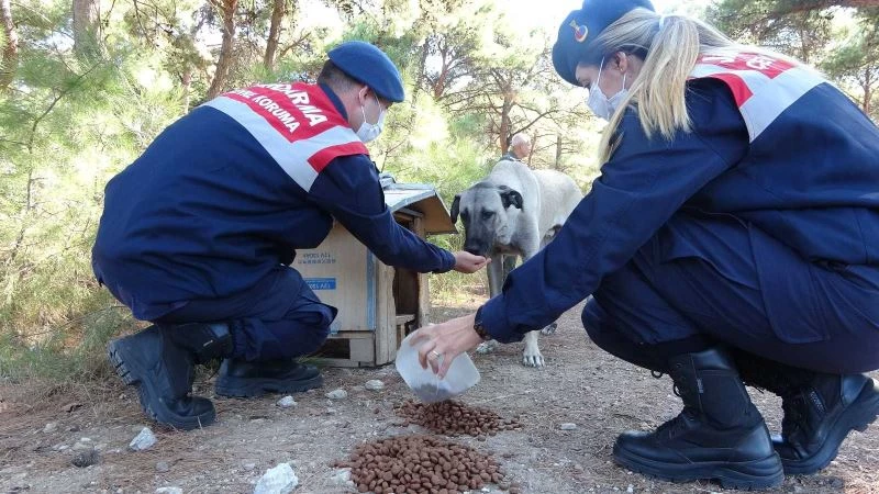 Çanakkale’de, Dünya Hayvanları Koruma Günü’nde sokak köpeklerini beslediler
