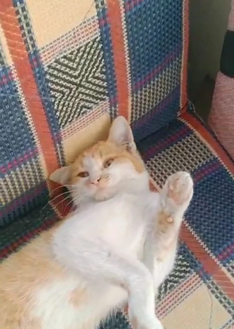 Elazığ’da taksici ile kedinin “Sabah mesaisine geç kaldın” diyaloğu gülümsetti
