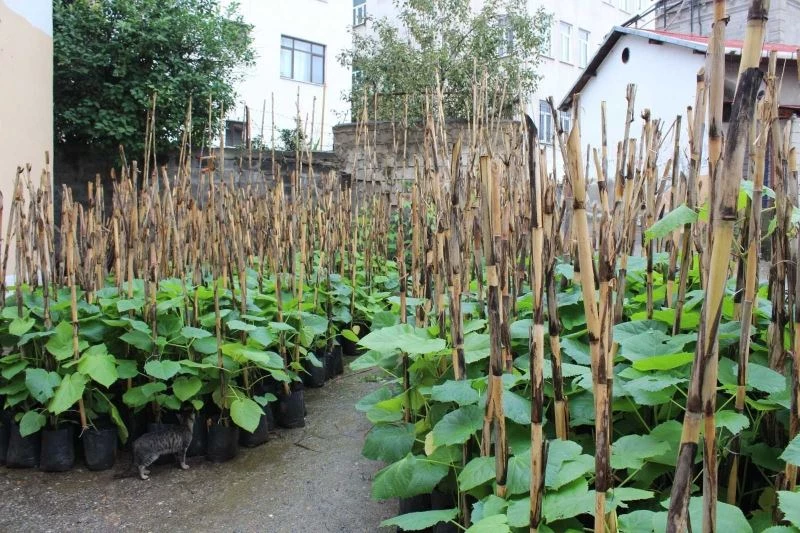 Trabzon’da bal ormanları oluşturularak arı ölümlerinin önüne geçilecek hem de bal verimi artırılacak
