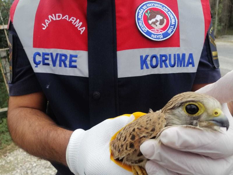 Jandarma’nın bulduğu yaralı ‘Doğan’ kuşu tedaviye alındı
