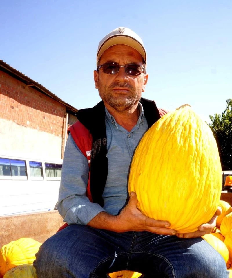 Sarıgöllü üretici 11 kilogramlık kavun yetiştirdi
