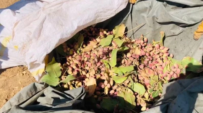 Fıstık çalmak isteyen şahıslar bekçilere yakalandı
