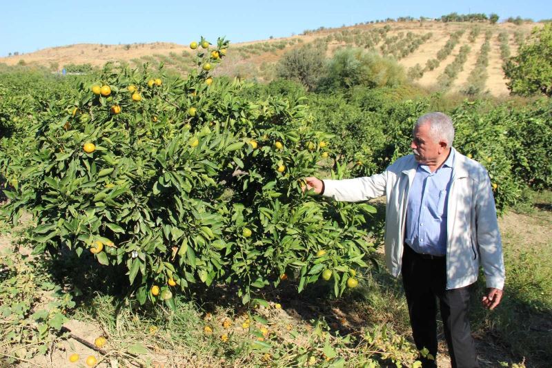 (Özel) Meşhur satsuma mandalinada ’yok yılı’
