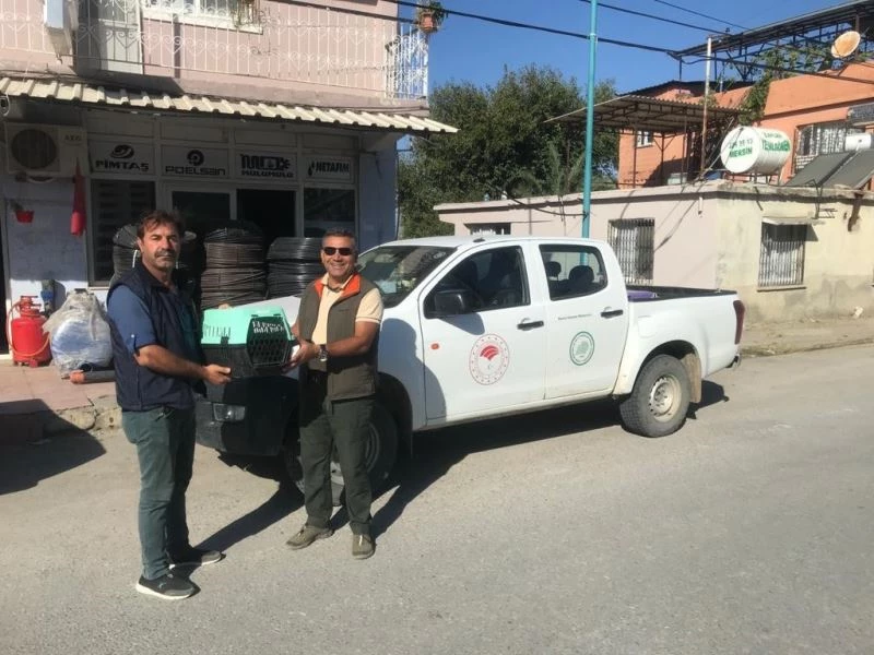 Muhtar vampir yarasalardan şikayetçi
