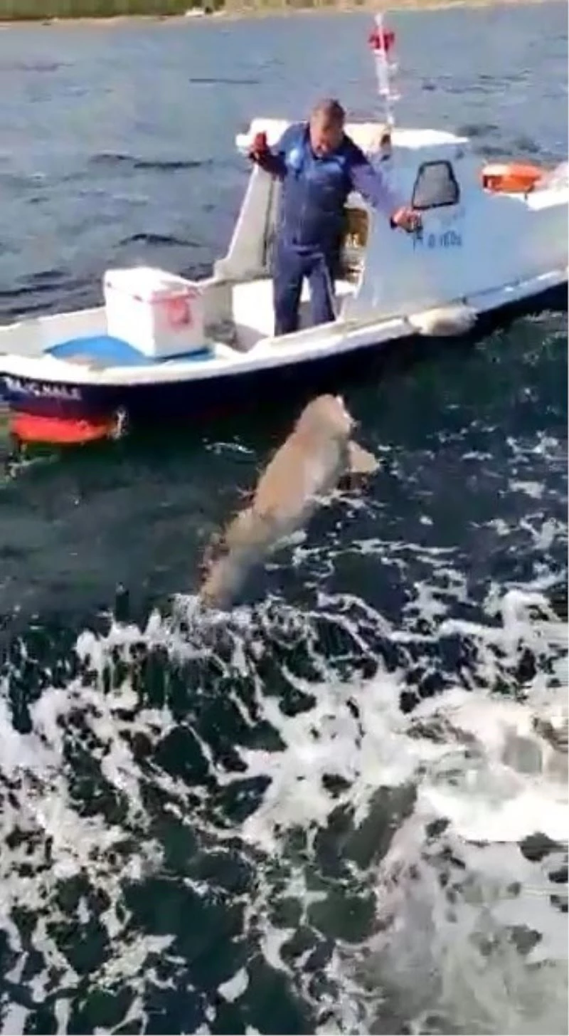Teknenin yarı boyunda köpek balığı avladı
