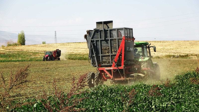 Tarladan sofraya tatlı yolculuk: Muş