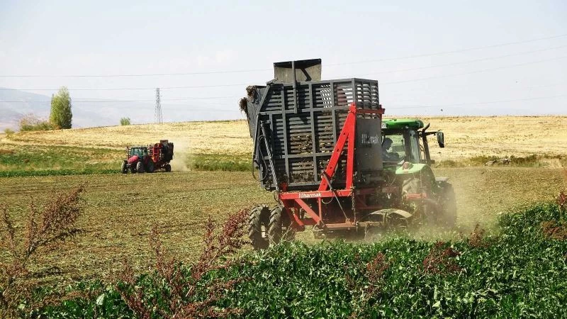 Tarladan sofraya tatlı yolculuk: Muş