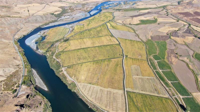 Kuruyan Murat Nehri’nde 150 gün suyun içinde yetişen pirinçte hasat zamanı
