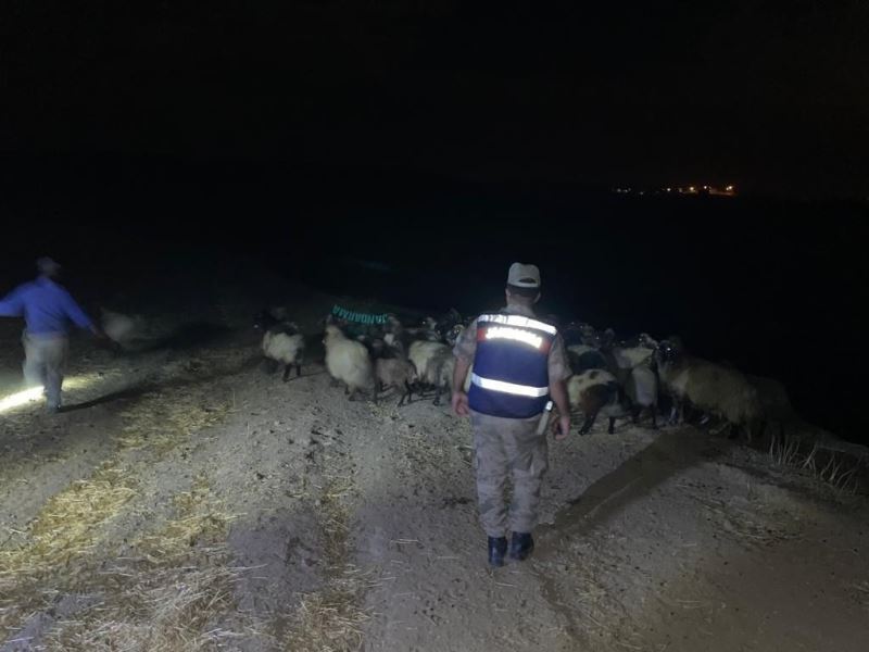 Hayvan besicilerinin kabusu haline gelen hayvan hırsızları yakayı ele verdi
