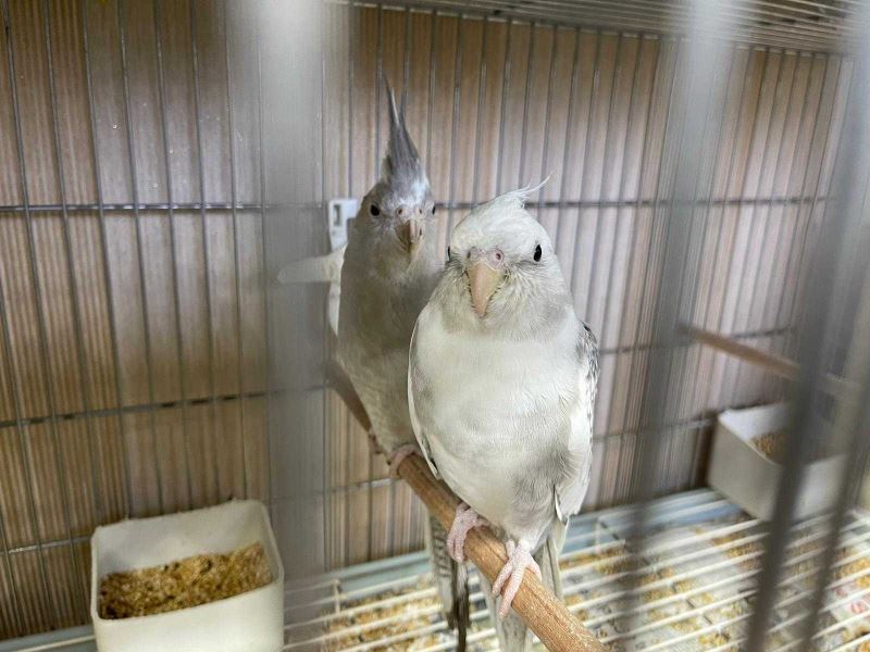 İstanbul’da ’kaçak papağan çiftliğine’ operasyon: 45 papağan ele geçirildi
