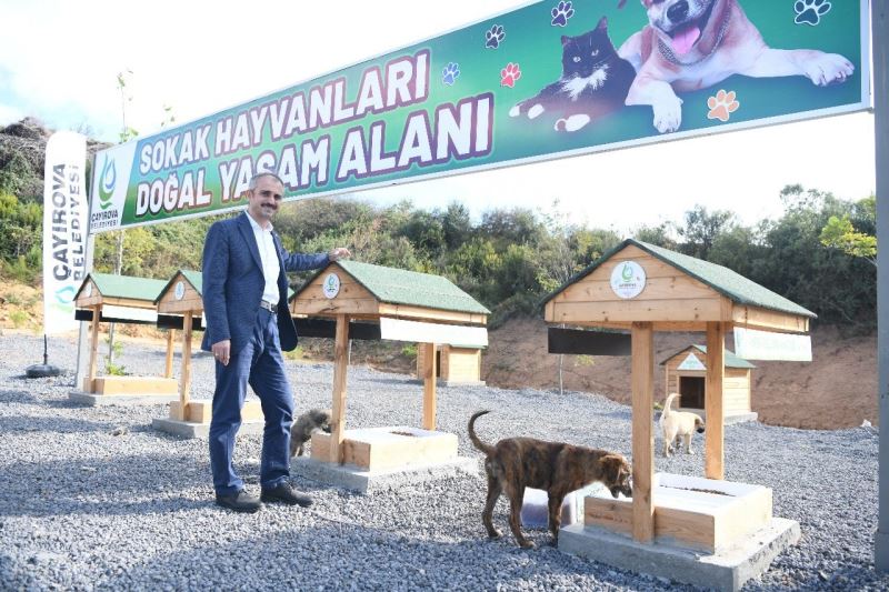 Sokak hayvanları için doğal yaşam alanı hizmete açıldı.