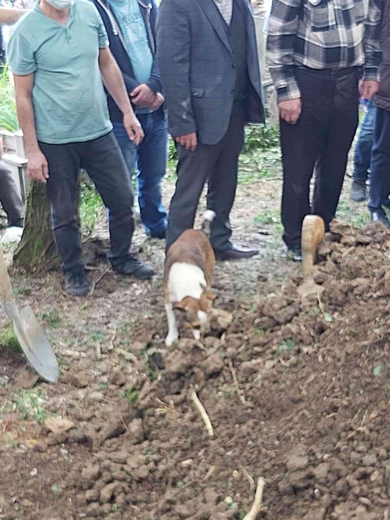 Toprağa verilen kargo görevlisinin köpeği defin sırasında mezarı başından ayrılmadı
