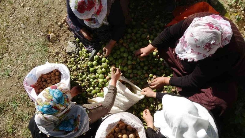 Muş’ta 650 ton cevizden 13 milyon lira katkı bekleniyor
