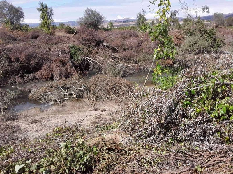 Bursa’da baraj kapakları kapanınca binlerce balık telef oldu
