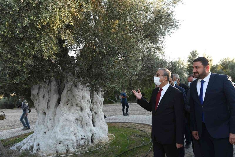 Vali Su anıt zeytin ağacında hasada katıldı
