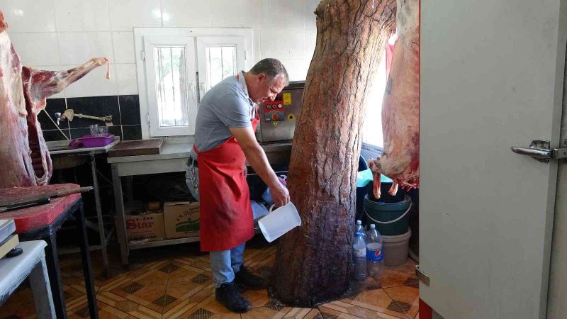 Kasap, dükkanındaki asırlık çam ağacına gözü gibi bakıyor
