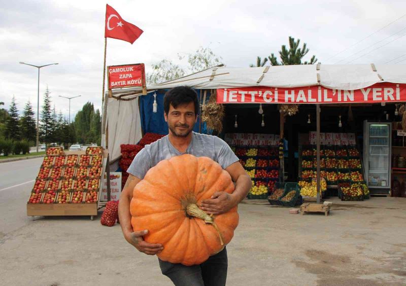 30 kiloluk bal kabağına paha biçemiyor
